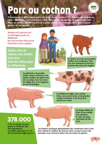 Porc ou cochon ?