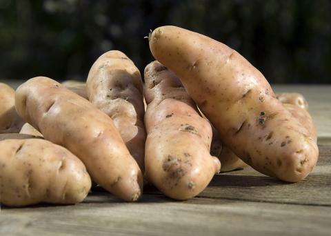 Pommes bio variétés diverses