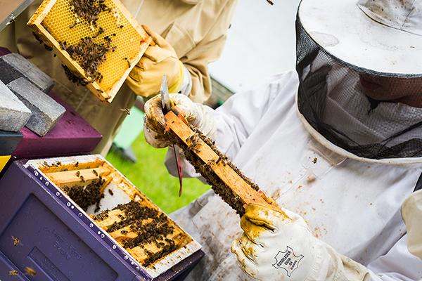 Concours des miels d'ici et d'ailleurs 2022 - Résultats