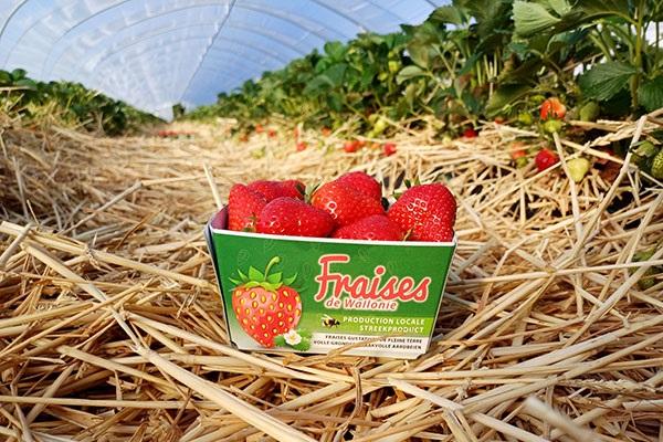 Les Fraises de Wallonie 2025