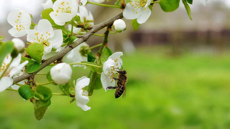 L'agriculture biologique - Les chiffres clés de 2024
