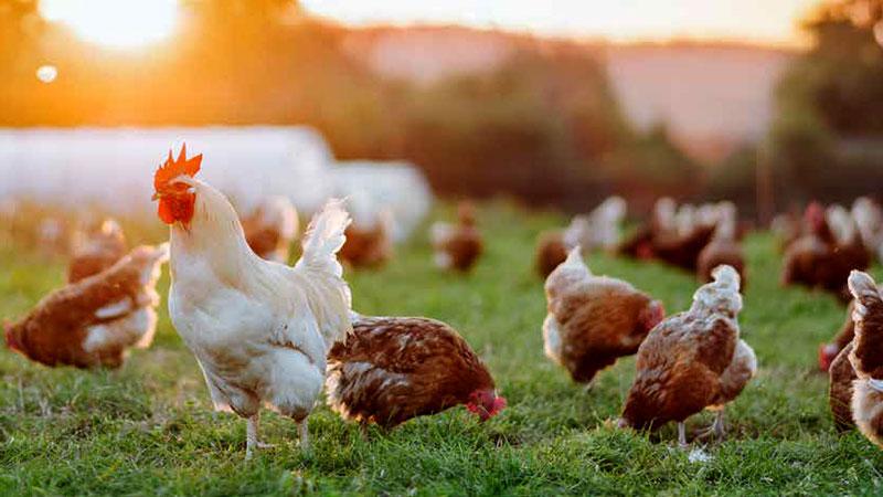 L'agriculture biologique - Les chiffres clés de 2025