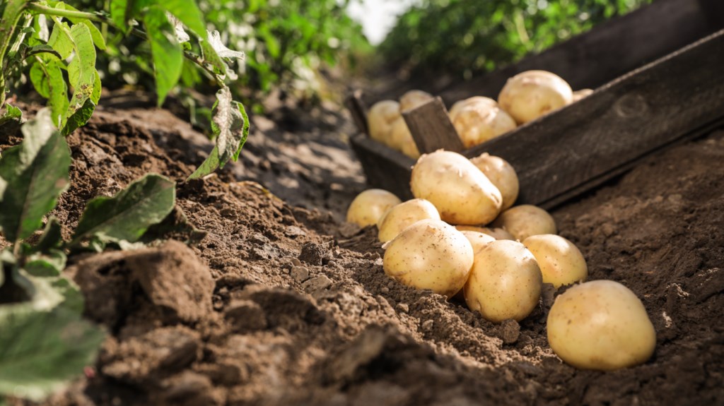 Informations générales sur la pomme de terre